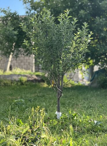 сниму дом военныйантоновка: 5 соток, Для строительства, Красная книга — 1