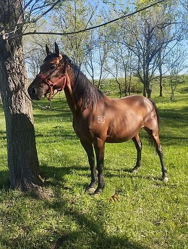 парода бука: Продаю | Кобыла (самка) | Для разведения | Племенные — 6
