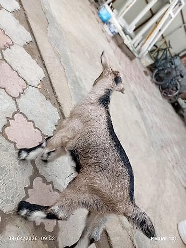 чешские козы: Продаю | Козлёнок | Зааненская | Для молока | Племенные — 8