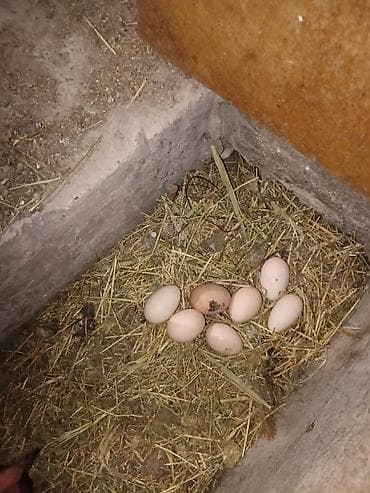 мука народный: Домашние яйца - Яйца деревенские, куриные, разных оттенков скорлупы — 2