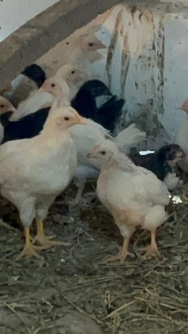 ит албай: Сатам | Балапандар | Союуга — 4