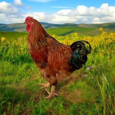 купить несушек курей: ПЕТУХ, ЖИВОЙ БУДИЛЬНИК, ЗВОНКИЙ ГОЛОС, РАБОТАЕТ КАК НЕМЕЦКИЕ ЧАСЫ 💯 — 1