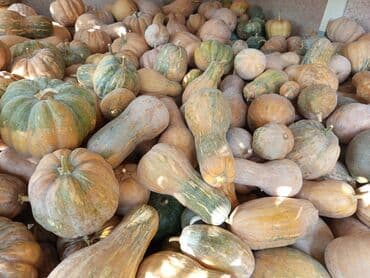 Тыквы разных сортов и размеров - Ассортимент: мускатные