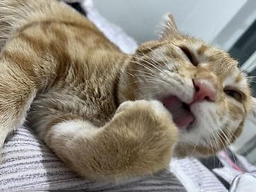 Продажа кошек: Кошка даром: Беспородная, 1 год, Мальчик, Приучена к лотку — 1