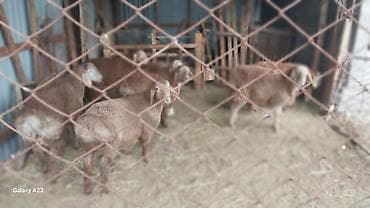 козу эти: Продаю | Овца (самка) | Для разведения | Племенные — 1