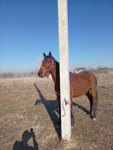 Продаю | Кобыла (самка) | Английская | Для разведения