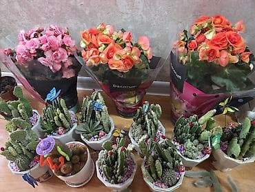 шаровидная хризантема купить: Зигокактус (рождественник, шлюмбергера) штамбовой формы в горшке. - — 1