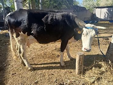 Продаю | Корова (самка) | Для молока at lalafo.kg Продаю | Корова (самка) | Для молока