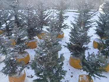 озеление: Саженцы деревьев: Ели, Самовывоз — 3