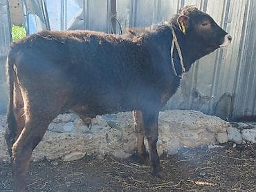 Продаю | Бык (самец) | Полукровка | На откорм | Привязанные