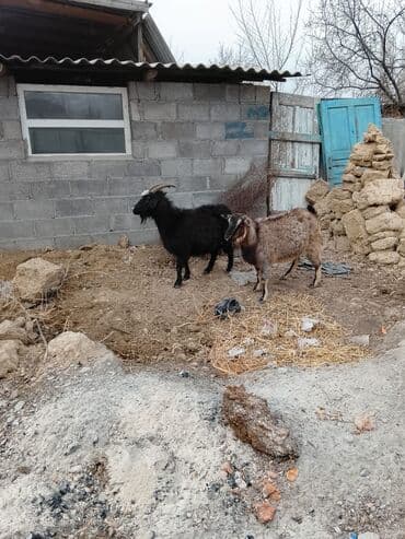 сколько стоит коза дойная купить: Продаю | Козёл (самец) | Полукровка | Для разведения — 1