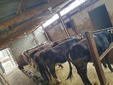 усыпление животных бишкек: Продаю | Тёлка | На забой, Для разведения | Привязанные — 7