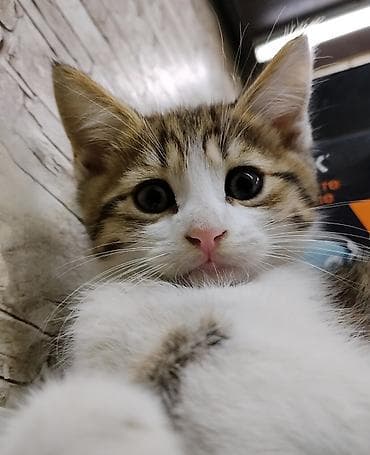 где можно взять кошку: Котёнку 2 месяца, к лотку приучен ещё с первого месяца. Кушает корм — 1