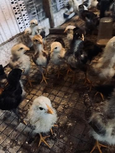 инкубационный яйцо куриное: Продаю | Куры, Петух, Цыплята | Для разведения — 1
