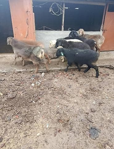 кой овца: Продаю | Баран (самец) | На забой — 2