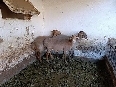 курцхаар цена в бишкеке: Продаю | Овца (самка) | Арашан | Для разведения | Матка — 3