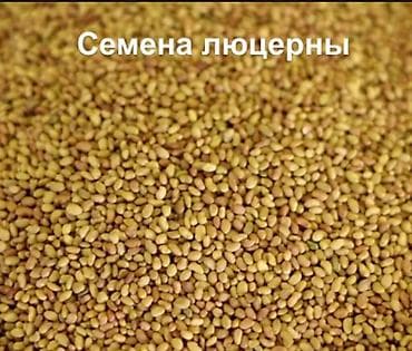 декоративные цветы бишкек: Беде урук, эспарцет урук сатылат, жугору урук кепилдиги менен дун жана — 2