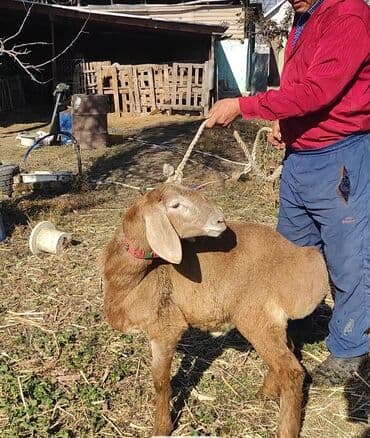собака бульдок: Продаю | Ягненок, Баран (самец) | Гиссарская, Арашан | Для разведения — 3