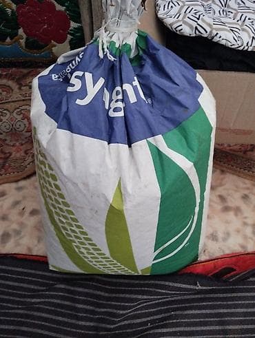 продаю кобылу: Семена кукурузы Syngenta, гибрид SY Miami - Сертифицированные семена — 3