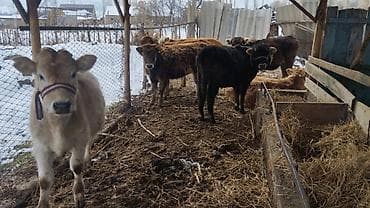 животные для дома: Продаю | Тёлка | На откорм | Нетель — 4