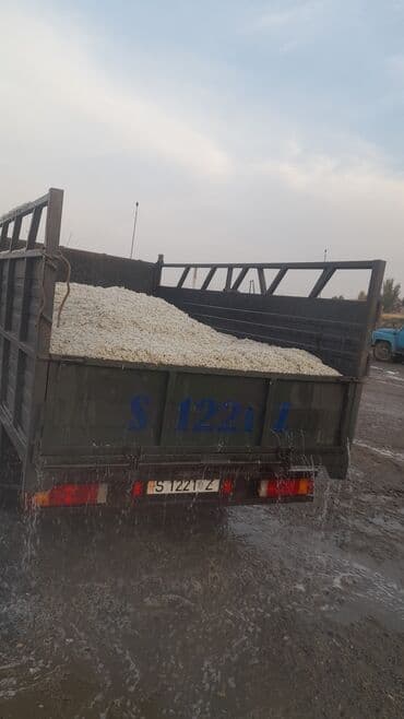 купить кошку в бишкеке: Жом — 2