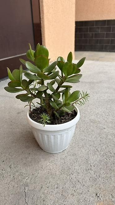 дерев: Толстянка (Crassula ovata, «денежное дерево») в пластиковом горшке. - — 1