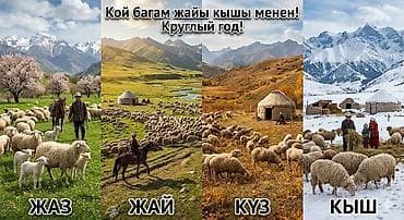 Сетевой маркетинг: Выпас овец круглый год в Чуйской области. - Пастбищное содержание — 2