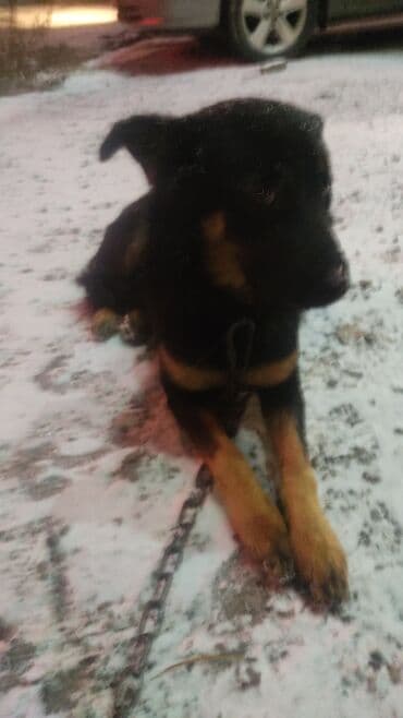 той ырлары 2020 скачать: Мальчик кличка Лион.молодой ещё.после отстрела.сейчас с ним все в — 4