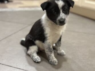 Грызуны: Щенки. Окрас преимущественно черный с белыми отметинами на груди — 8