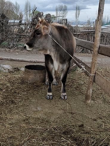 голуби птицы животный: Продаю | Тёлка | Для молока — 7