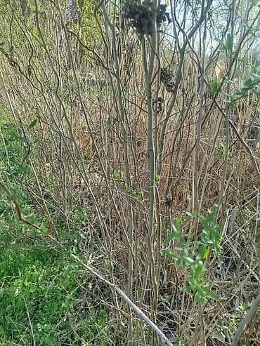 газон в рулонах: Саженцы — 3