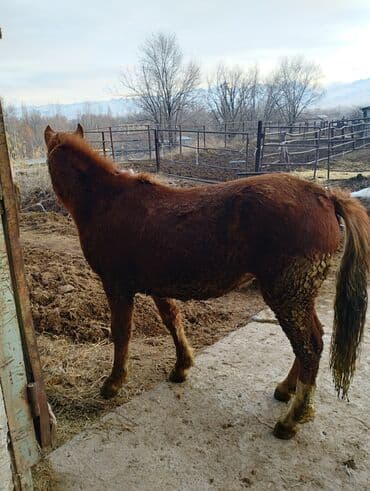 чөп сатам: Сатам | Жылкы (эркек) | Союуга | Асыл тукумдуу — 4