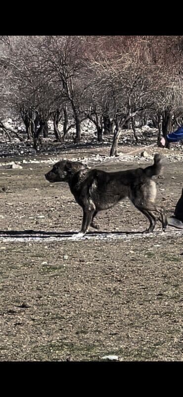 ит хаски: . абориген. старотипная средниазиатская Щенки крупной рабочей породы — 3