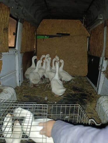 Собаки: Гуси крупные — 3