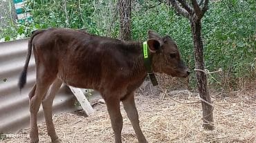 животные купить: Продаю | Музоо, торпок | Привязанные — 4