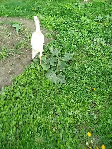 ветеринар вызов дом в бишкеке: Продаю | Куры | На забой — 1