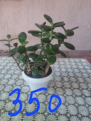 сок алоэ цена бишкек: Алоэ — 6