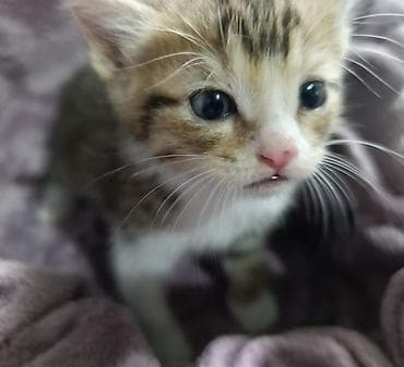 d cat: Беспородная, 1 месяц, Мальчик — 1