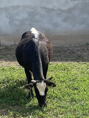 меренос бараны: Продаю | Корова (самка) | Полукровка | Для разведения | Стельные — 6