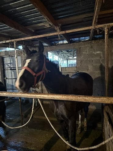 Продаю | Жеребец | Для разведения | Племенные