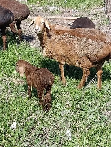 куплю мясо кролика: Продаю | Овца (самка) | Арашан | Для разведения | Котные — 4