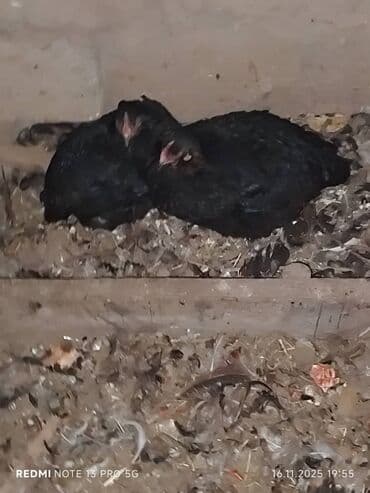 заводской инкубатор: Продаю | Куры | Домашняя | Для разведения — 8