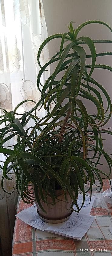 Үй жана бакча: Комнатные суккуленты в горшках 1) Молочай тригона (Euphorbia — 2