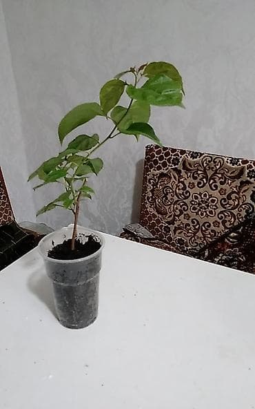 ботанический сад: Продаю цветок сортовой Бугенвиллии Snowcap Multi. Цена 2000. Есть — 3