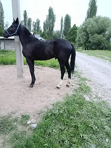 уй сотилади ош: Продаю | Кобыла (самка) | Для разведения — 5