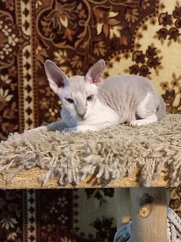 Мышыктар сатылат: 🐾🐈‍⬛ Голубоглазая девочка породы донской сфинкс, готова переехать в — 5