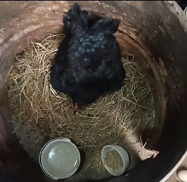 Продаю | Куры | Домашняя | Для разведения