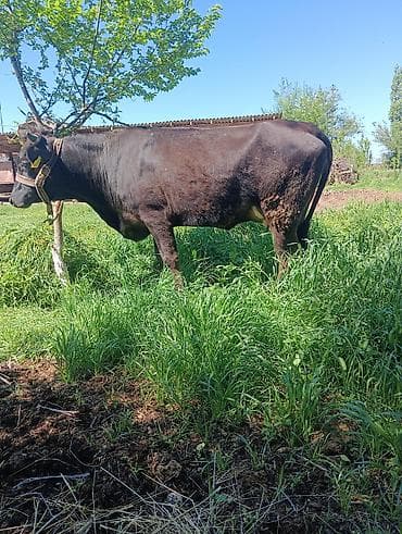 Животные: Продаю | Корова (самка) | Для разведения | Привязанные — 4