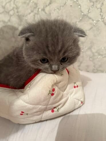 домик для котят: Открыта бронь на котят Scottish Fold и Scottish Strait,порода — 5