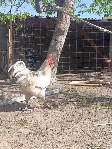 Продаю | Петух | Для разведения